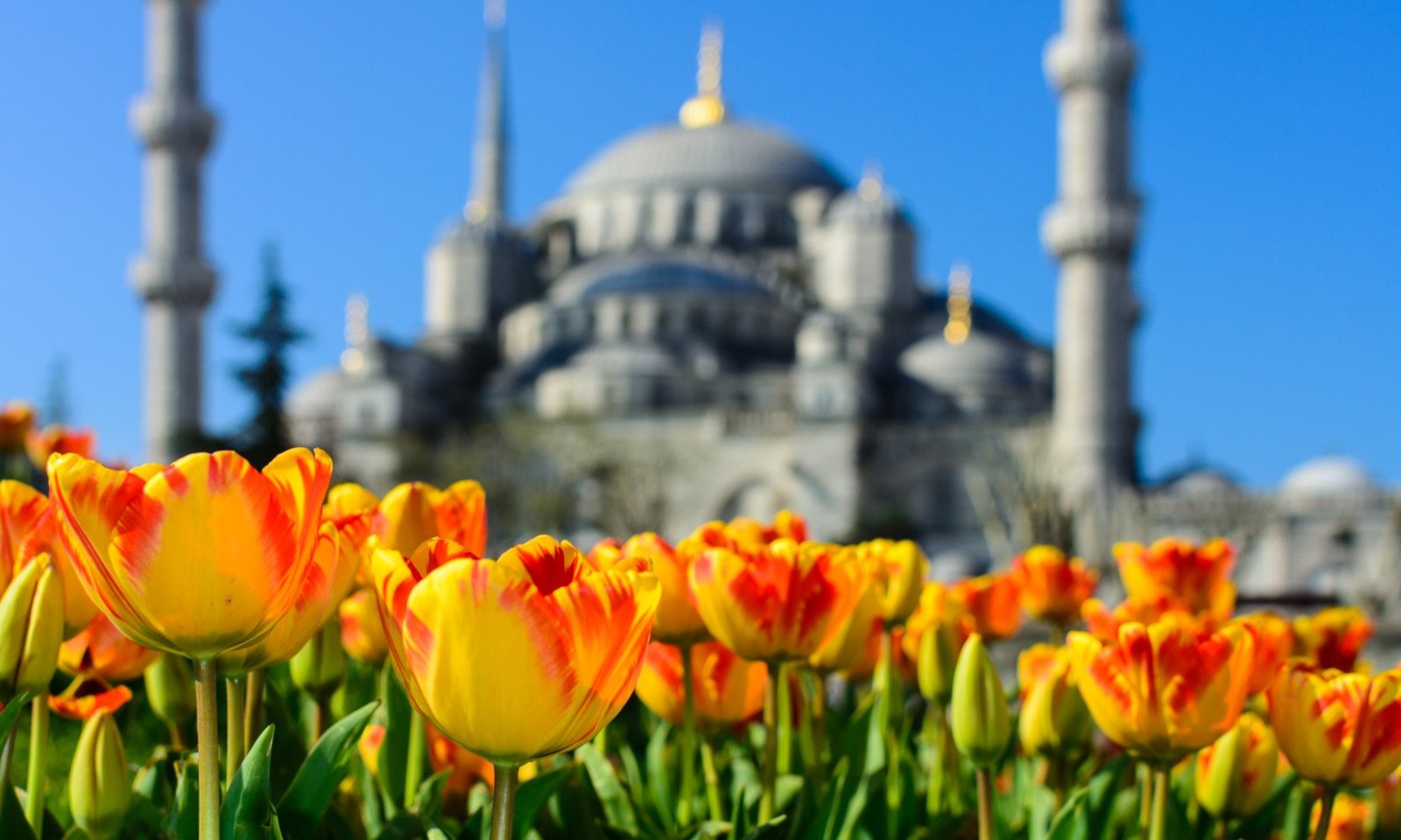 фестиваль-тюльпанов-в-исторической-части-стамбула